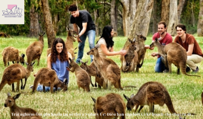 Trải nghiệm Ôm gấu Koala tại sở thú ở Sydney Úc: Điều bạn cần biết và kế hoạch cho chuyến đi